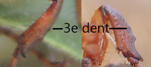 Amphimallon solstitiale